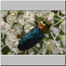 Anthaxia nitidula - Eckschild-Prachtkaefer w01c.jpg